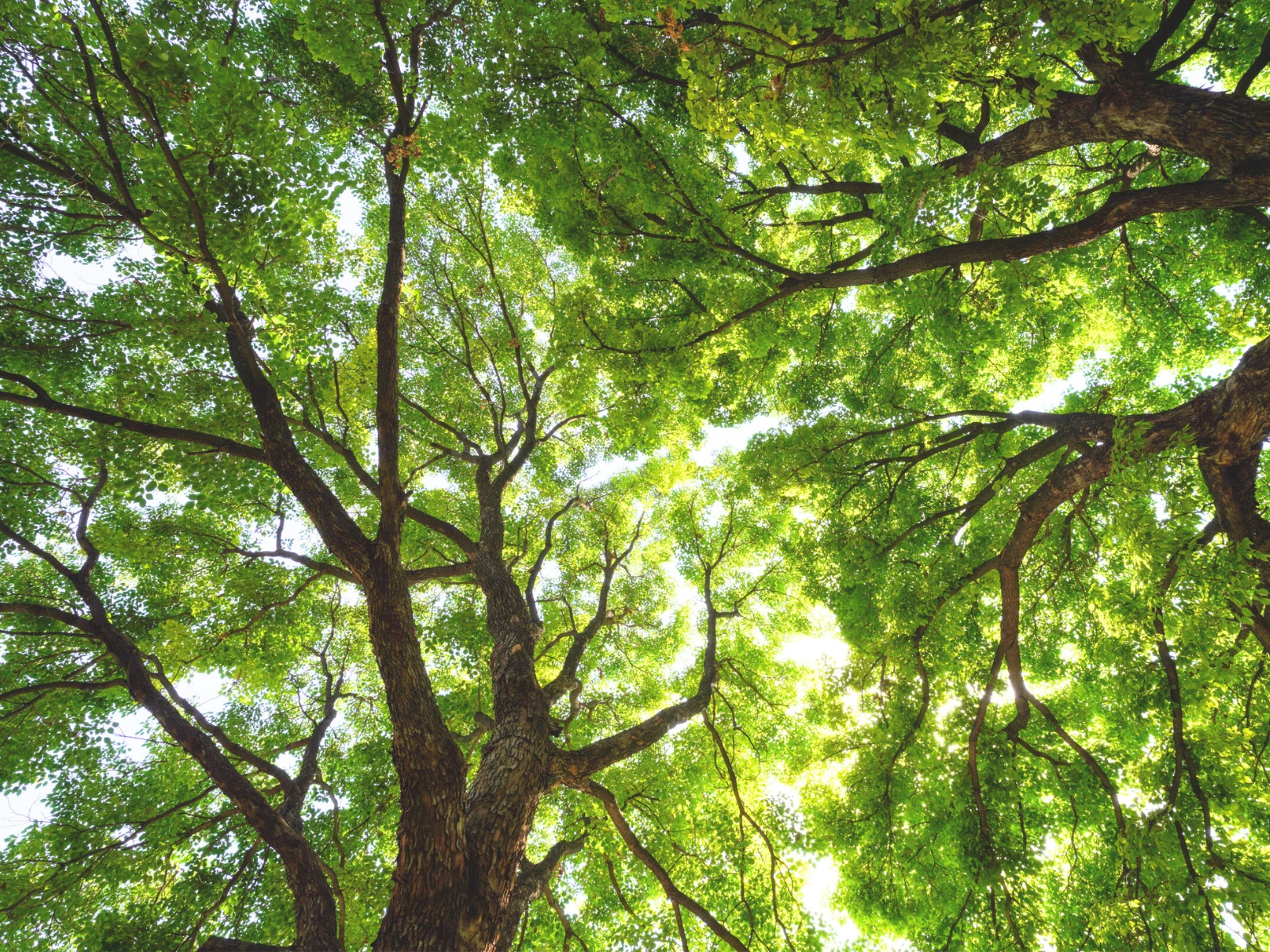 Environment